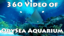 OdySea Aquarium in VR (360 Video)